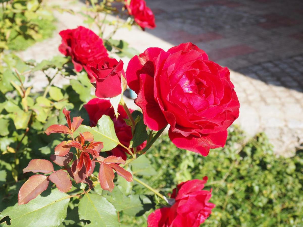 Guest House Stefanovic Вране Экстерьер фото